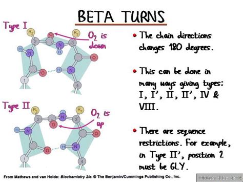 beta turn|Turn (biochemistry) .